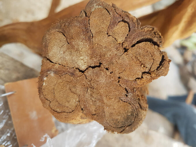 AYAHUASCA LIÁN